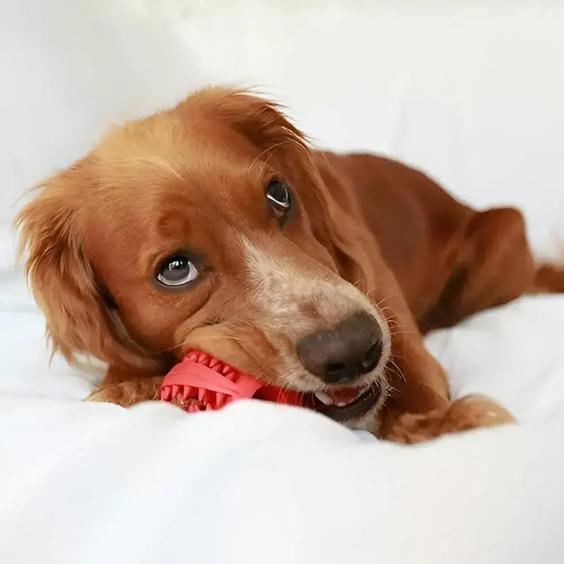 Comida Antiestrés Interactiva Para Perros Con Pelota, Colores Varios Diámetro 5 cm