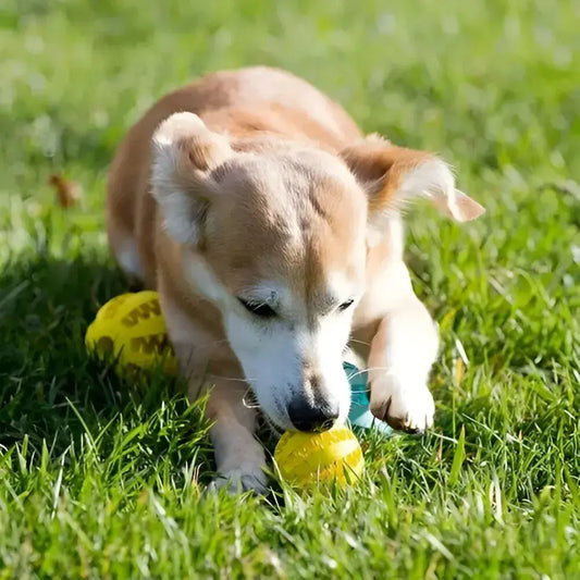 Comida Antiestrés Interactiva Para Perros Con Pelota, Colores Varios Diámetro 5 cm