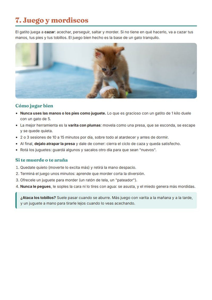 Gatito: juego y mordiscos